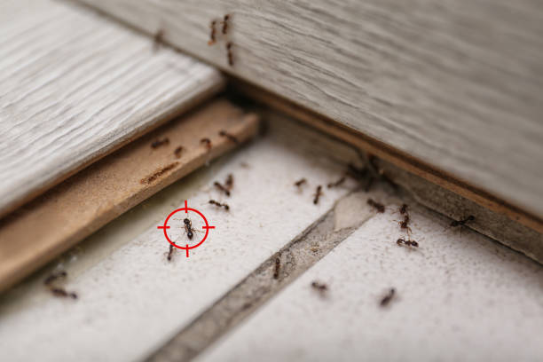 Best Bed Bug Extermination  in Brewster, OH