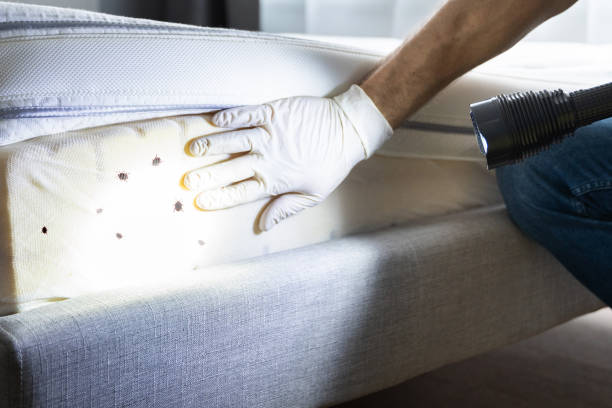 Best Residential Pest Control  in Brewster, OH
